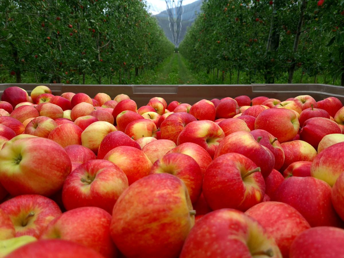 La récolte des pommes GALA a commencée!